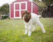 Baby goat outside a barn. — Stock Photo