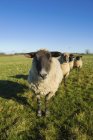 Petit troupeau de moutons — Photo de stock