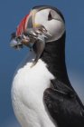 Atlantic Puffin with fish in it's bill — Stock Photo