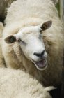 Schafe im Stall auf Bauernhof. — Stockfoto