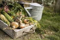 Gießkanne und Kiste voller Gemüse — Stockfoto