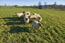 Petit troupeau de moutons — Photo de stock