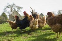 Petit troupeau de poules — Photo de stock