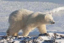 Білий ведмідь на сніжному полі — стокове фото
