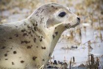 Harbour Seal on shore — Stock Photo