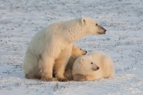 Eisbären-Familie — Stockfoto