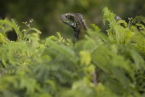 Iguana verde en exuberante follaje - foto de stock