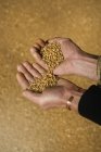 Руки чоловіка заливають пшеницю — стокове фото