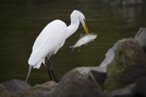 Grande Egret con un pesce — Foto stock