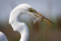 Grande Egret con un pesce — Foto stock
