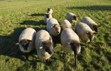 Маленька стадо овець — стокове фото