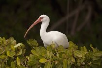 Ibis bianco nelle mangrovie . — Foto stock