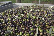 Olive appena raccolte — Foto stock