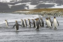 Grupo de pingüinos rey - foto de stock