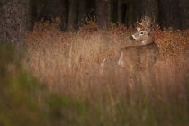 Male deer in tall grass. — Stock Photo
