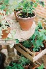 Plants and seedlings in clay pots — Stock Photo