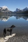 Чорний лабрадор собака — стокове фото
