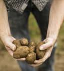 Frisch gepflückte Kartoffeln in Händen — Stockfoto