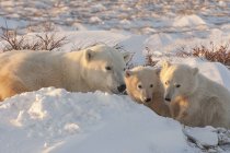 Группа белых медведей — стоковое фото