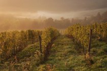 Виноградники в винограднике осенью . — стоковое фото