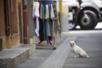 Perro Chihuahua pequeño - foto de stock
