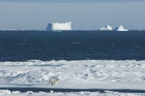 Белый медведь ходит по льду — стоковое фото