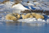 Gruppo di orsi polari — Foto stock