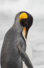 Adult king penguin — Stock Photo