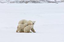 Eisbären-Gruppe — Stockfoto