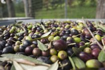 Frisch geerntete Oliven — Stockfoto