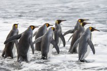 Grupo de pingüinos rey - foto de stock