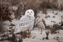 Snowy Owl on a sandy beach. — Stock Photo