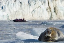 Большой бородатый тюлень на льду — стоковое фото