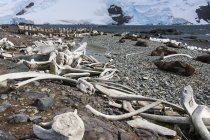 Huesos de ballenas esparcidos en la playa - foto de stock