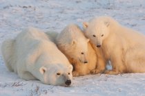 Eisbären-Familie — Stockfoto