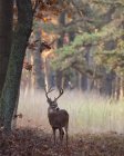 Cervo maschio con corna — Foto stock