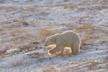 Білий ведмідь перетинає снігове поле — стокове фото