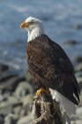 Bald eagle perched on a rock. — Stock Photo