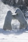 Два білих ведмедів — стокове фото