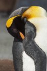 Pingüino rey adulto - foto de stock