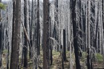 Troncos de árbol carbonizados - foto de stock