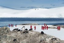 Menschen betrachten eine kleine Kolonie von Pinguinen — Stockfoto