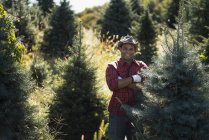 Человек, стоящий на плантации рождественских елок — стоковое фото