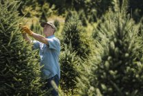 Mann schneidet und schneidet Nadelbäume — Stockfoto