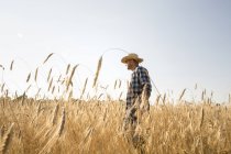 Agricultor de pie en un campo de trigo - foto de stock