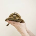 Hand holding a tortoise. — Stock Photo