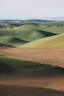 Green rolling hills — Stock Photo