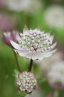 Pianta da fiore astrantia — Foto stock