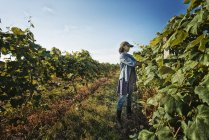 Woman tending the growing grape vines — Stock Photo