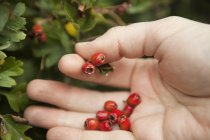 Hand picking red Hawthorn berries — Stock Photo